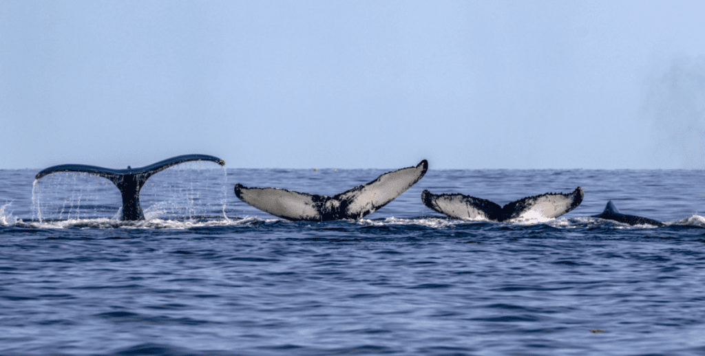 Dromen over walvissen