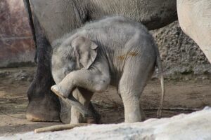 Beschaamd olifantje